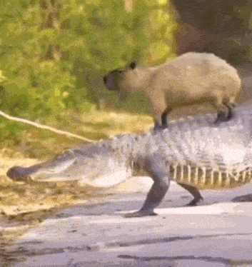 wacky capybara