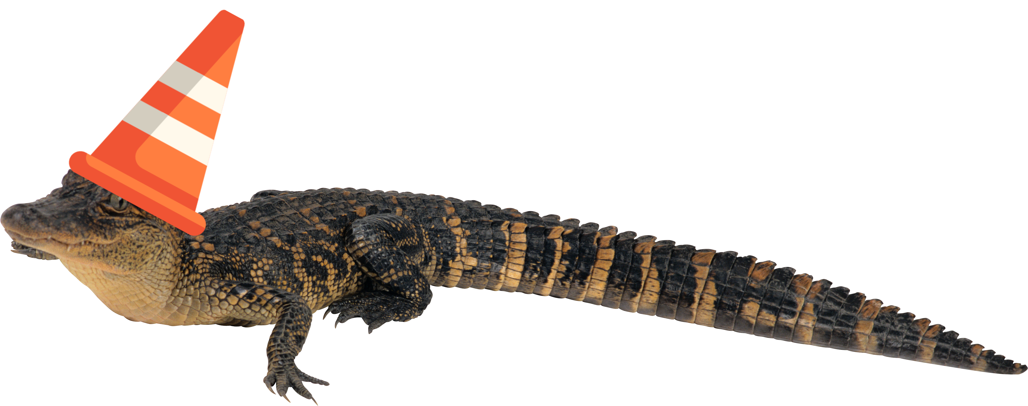 crocodile